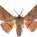 Image of <i>Oenochroma barcodificata</i>