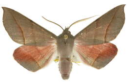 Image of Oenochroma ochripennata Walker 1860