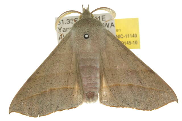 Image of Oenochroma ochripennata Walker 1860