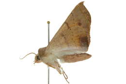 Image of Oenochroma ochripennata Walker 1860