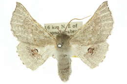 Image of Oenochroma privata Walker 1860