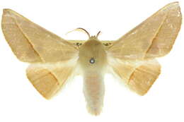 Image of Oenochroma orthodesma Lower 1895