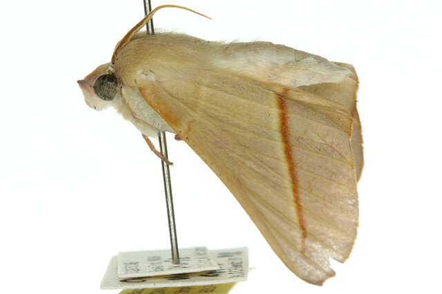 Image of Oenochroma orthodesma Lower 1895