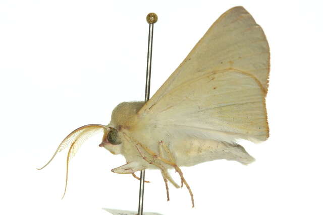 Image of Oenochroma orthodesma Lower 1895