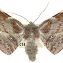 Image of <i>Oenochroma turneri</i>