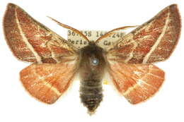 Image of Oenochroma alpina Turner 1930