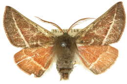 Image of Oenochroma alpina Turner 1930