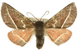 Image of Oenochroma alpina Turner 1930