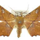 Image of <i>Oenochroma quardrigramma</i>