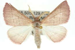 صورة Lissomma himerata Warren 1905