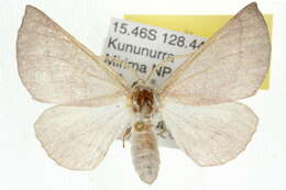 صورة Lissomma himerata Warren 1905