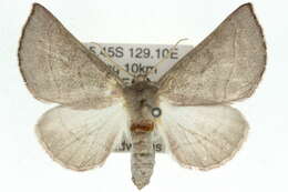 Image of Lissomma himerata Warren 1905