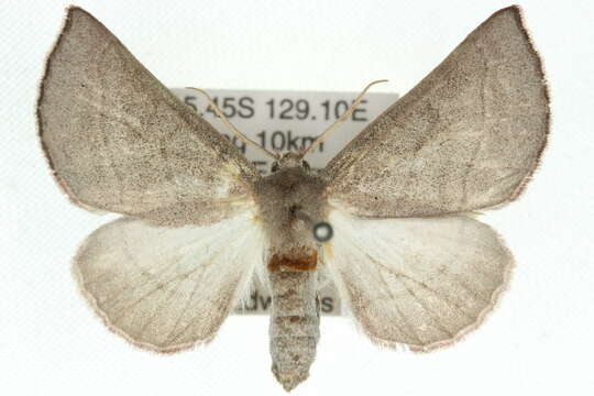 صورة Lissomma himerata Warren 1905