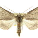 Image of Omoplatica holopolia Turner 1926