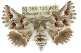 Plancia ëd Hypographa epiodes Turner 1930