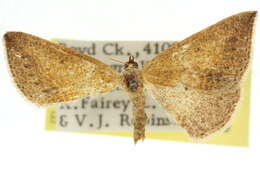 Image of Taxeotis mimela Prout 1910