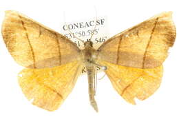 Image of Systatica xanthastis Lower 1894