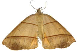 Image of Systatica xanthastis Lower 1894