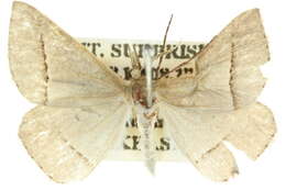 Image of Epidesmia perfabricata Walker 1861