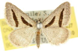 Image of Aglossophanes pachygramma Lower 1893