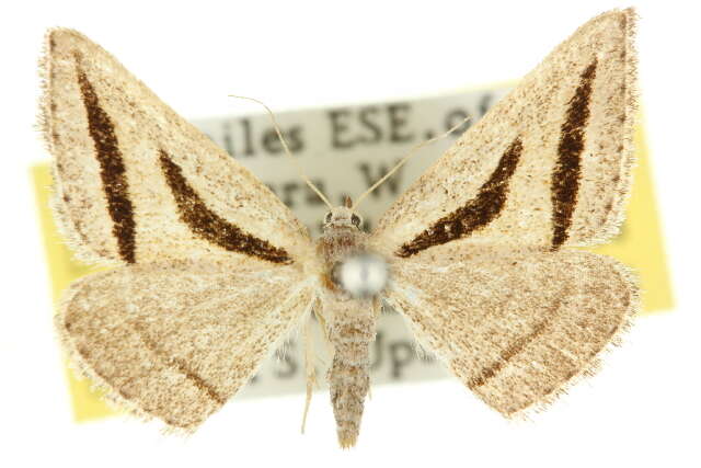 Image of Aglossophanes pachygramma Lower 1893