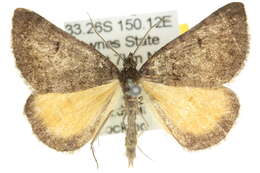 Plancia ëd Dichromodes uniformis Bastelberger 1907