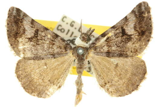 Image of Dichromodes longidens Prout 1910