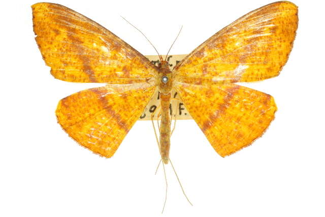 Image of Eumelea duponchelii Montrouzier 1856