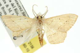 Image of Macaria pallidata