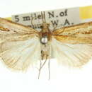 Image of Hednota cotylophora Turner 1941