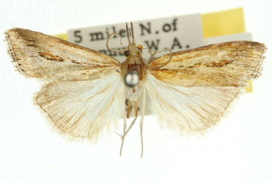 صورة Hednota cotylophora Turner 1941