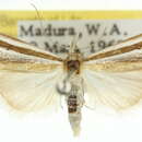 Image of Hednota enchias Meyrick 1897