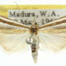 Image de Hednota enchias Meyrick 1897