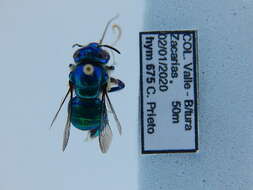 Image of orchid bee