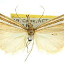 صورة Hednota orthotypa Turner 1904