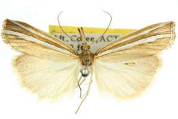 صورة Hednota orthotypa Turner 1904