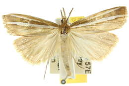 صورة Hednota orthotypa Turner 1904