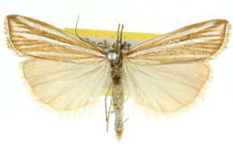 صورة Hednota opulentellus Zeller 1863