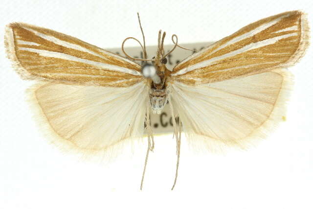 صورة Hednota opulentellus Zeller 1863