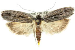 Image of Procometis phloeodes Turner 1897