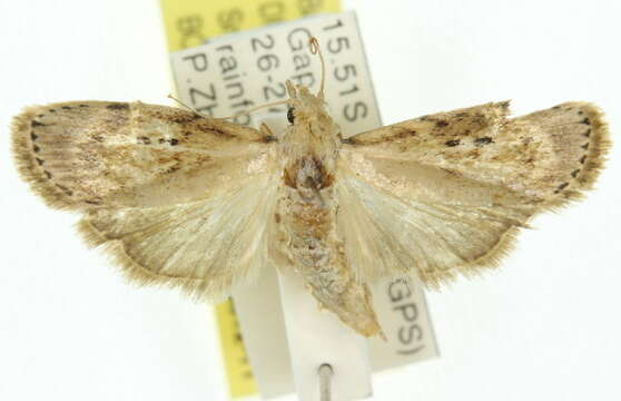 Heteromicta nigricostella Hampson 1901的圖片