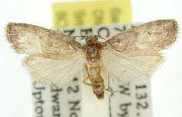 Hypolophota amydrastis Turner 1904 resmi