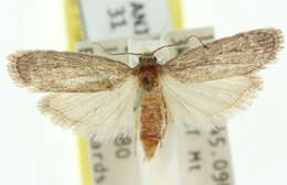 Hypolophota amydrastis Turner 1904 resmi