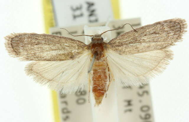 Hypolophota amydrastis Turner 1904 resmi