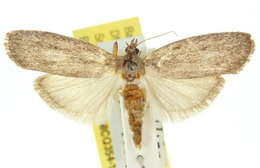 Hypolophota amydrastis Turner 1904 resmi