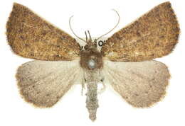 <i>Authaemon stenonipha</i> resmi