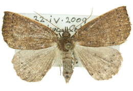 <i>Authaemon stenonipha</i> resmi