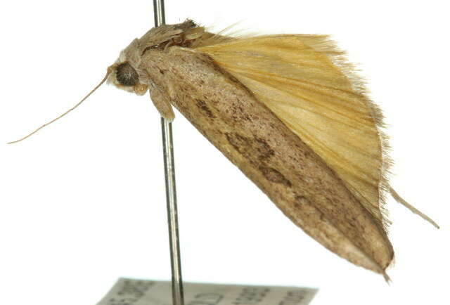 Image of Tirathaba pseudocomplana Hampson 1917