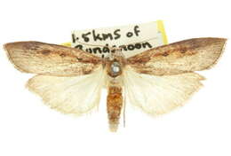 Image of Tirathaba parasiticus Lucas 1898