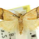 Image of Tirathaba xuthoptera